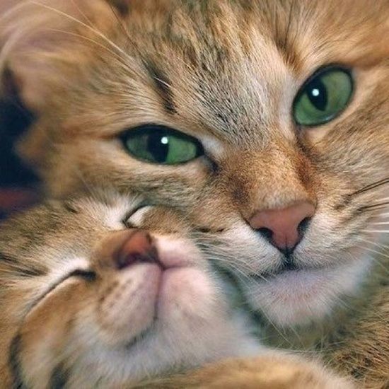 Коты из сети