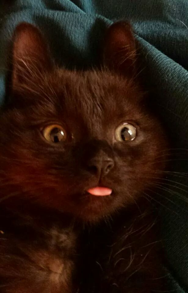 Коты и Кошки