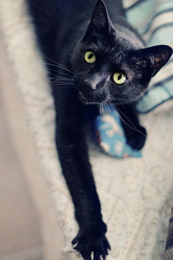 Коты и Кошки