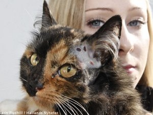 Миф о 9 жизнях кошки подтвердился