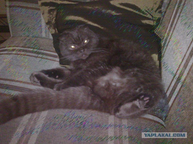 Котовторник