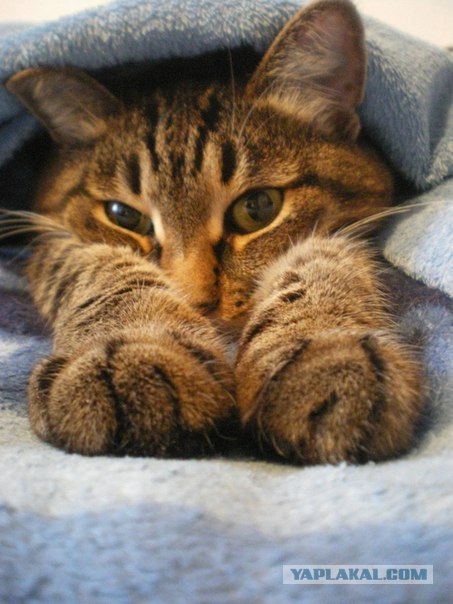Котовторник (28.02.2012)