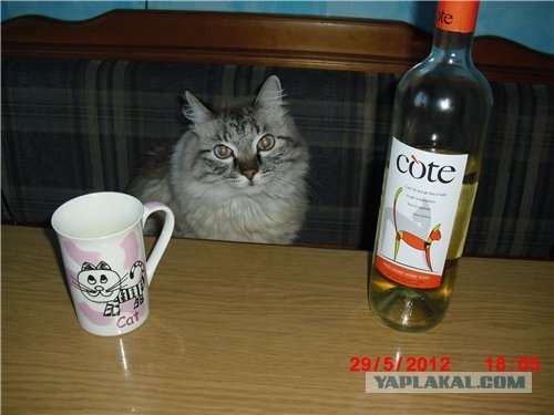 Котовторник   5.06.2012