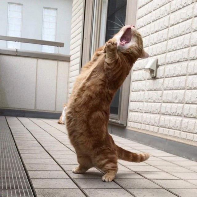 20 очень веселых фотографий котов с забавными комментариями их владельцев