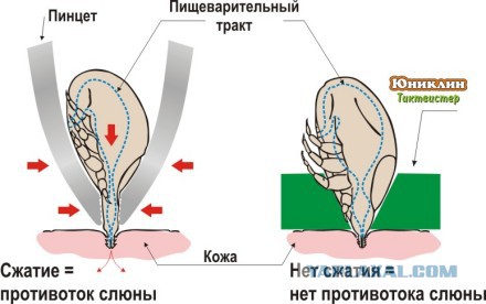 Укус клеща. Как кусает клещ!