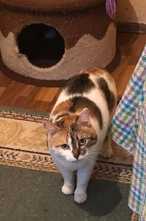 Забавные фото котеек