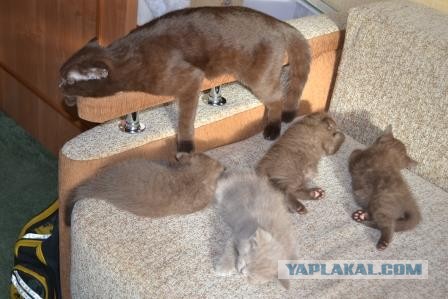 Котовторник.