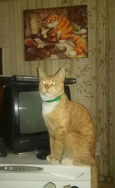 Рыжий кот