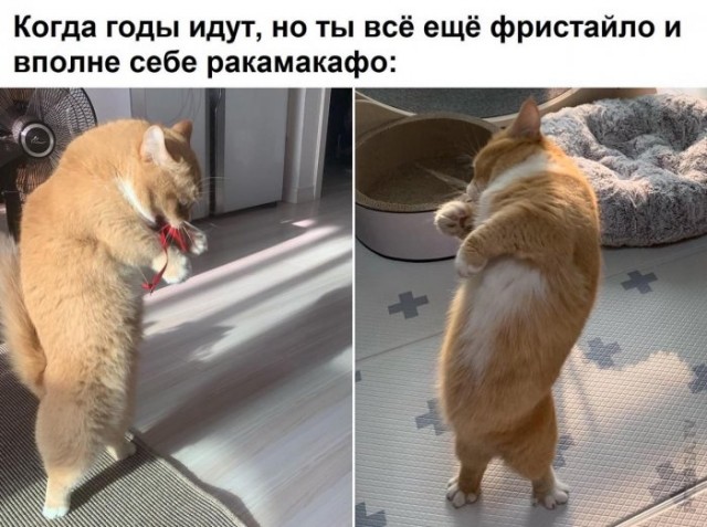 Картинки и мемы для настроения - 21