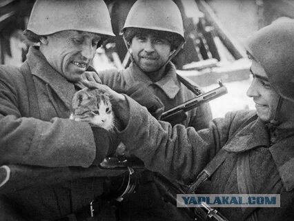 Котики и собачки, СВО и утя