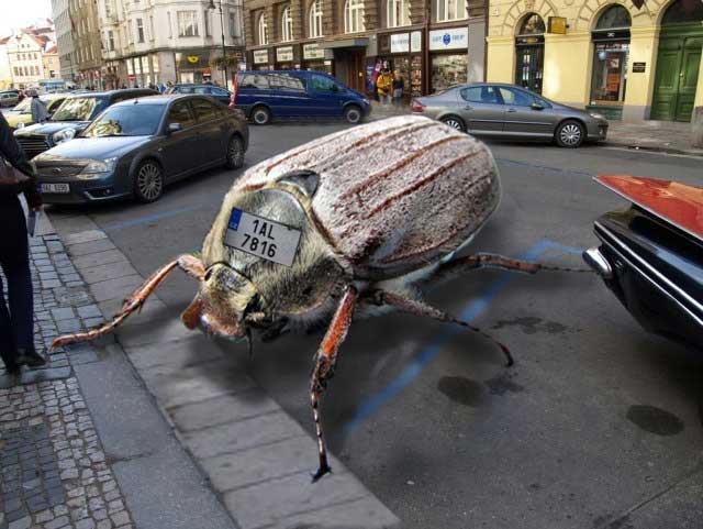 Ловля голавля на майского жука.