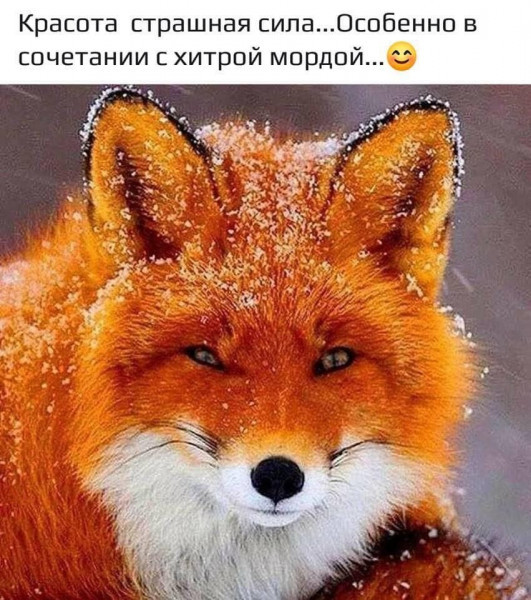 Картинки для деградации 129 (разной степени свежести)