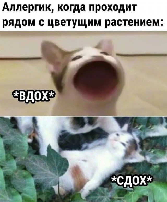 Картинки для деградации 204 (разной степени свежести)
