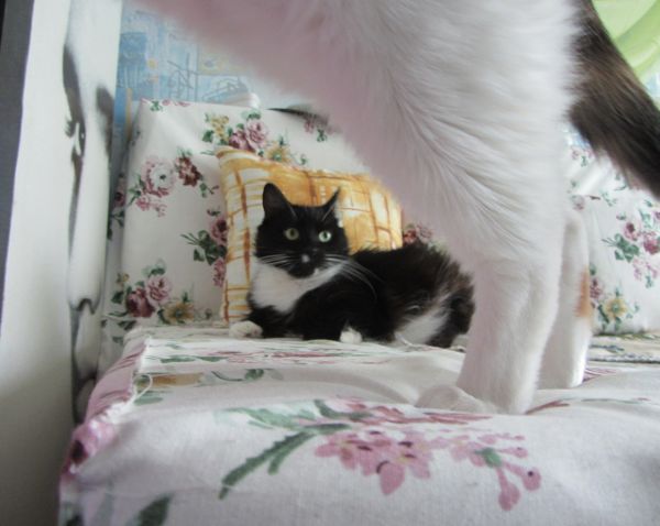 Котовторник 22.10.2013