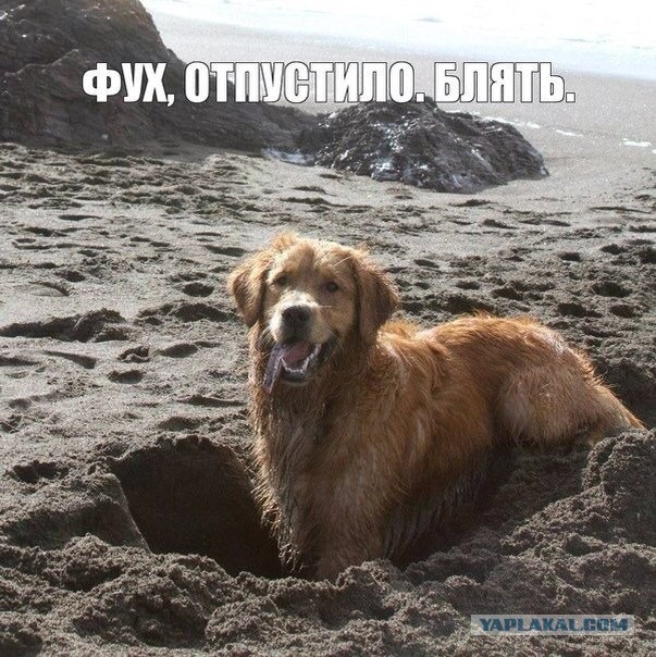 Щенки вызывают сатану