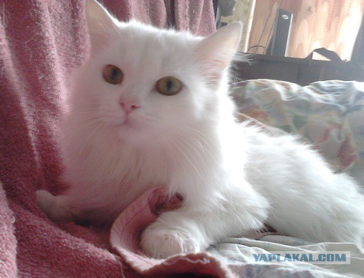 Котовторник 28.10.2014
