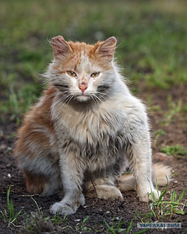 Уличные московские коты в фотографиях