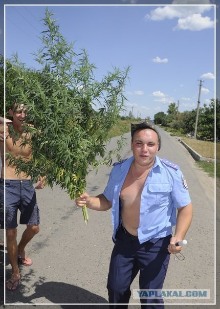 Картиночные забавности