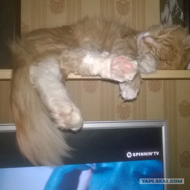 Котовторник 31.03.2015