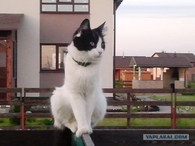 Котовторник 25.08.2015