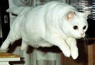 Коты, кошки, котята