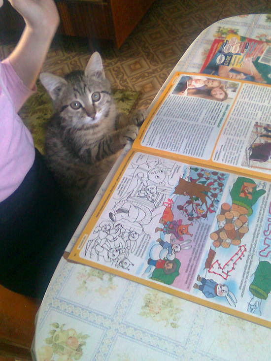 Котовторник  01.03.2016