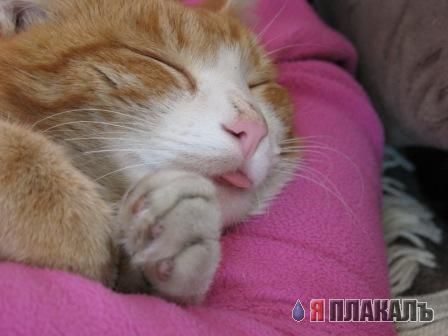 А вот и котовторник!