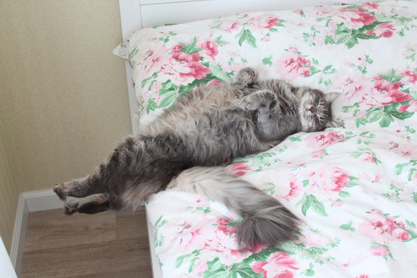Прикольные животные