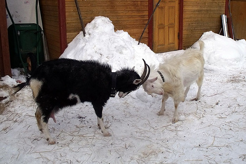 Децл подал в суд на Басту на миллион рублей за оскорбление