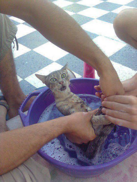 Коты из сети