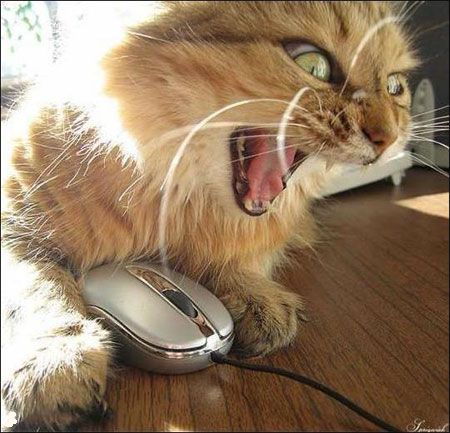 Коты и Кошки