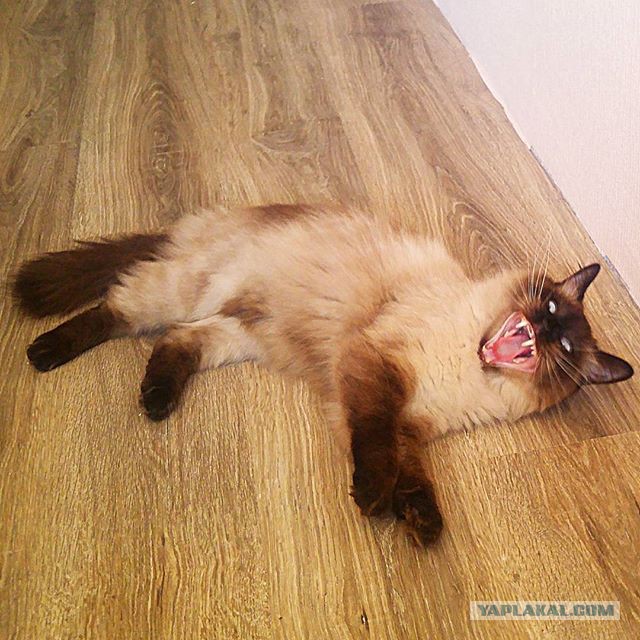 Котовторник  10.10.2017