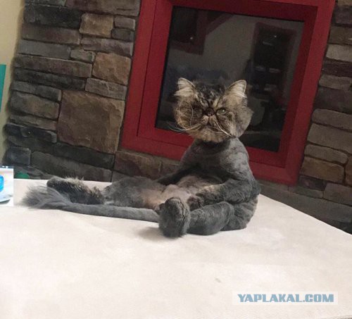 Коты, которые разучились сидеть по-кошачьи