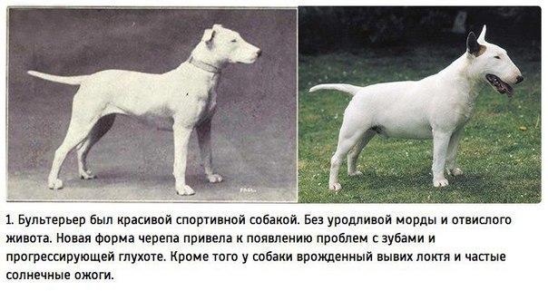 Моя порося. Просто так