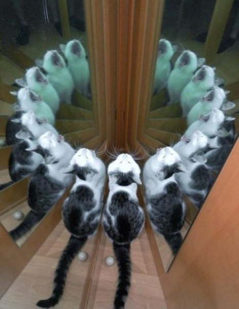 Коты и Кошки