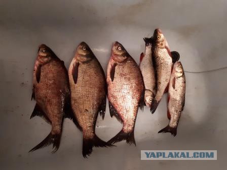 Кто чем увлекается? Типа хобби.