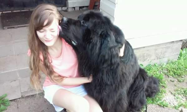 Ньюфаундленд - идеальная собака для семьи