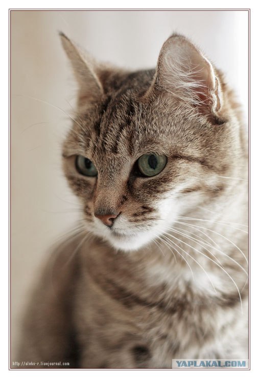 УРРААА ! Котовторник на ЯПлакалъ !