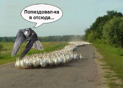 Гусь против ястреба