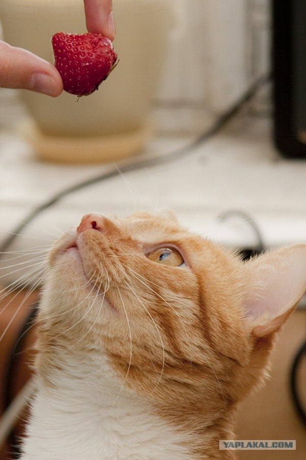 Котовторник на середину июня