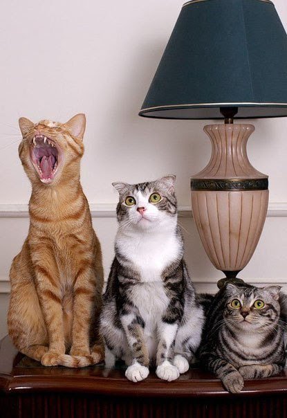Котейка зевнул