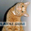 Котовторник 1.11.11