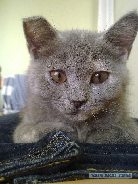 Котовторник 20.12.2011