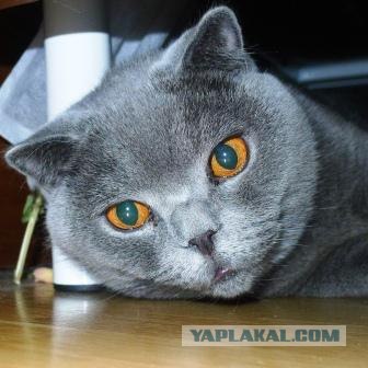 Первый КОТОВТОРНИК 2012