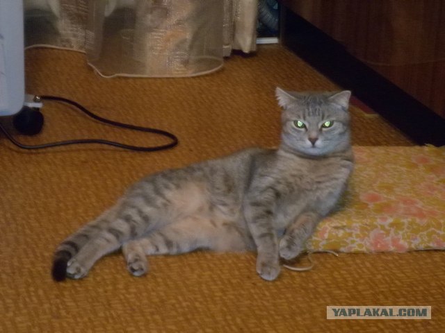 Котовторник (28.02.2012)