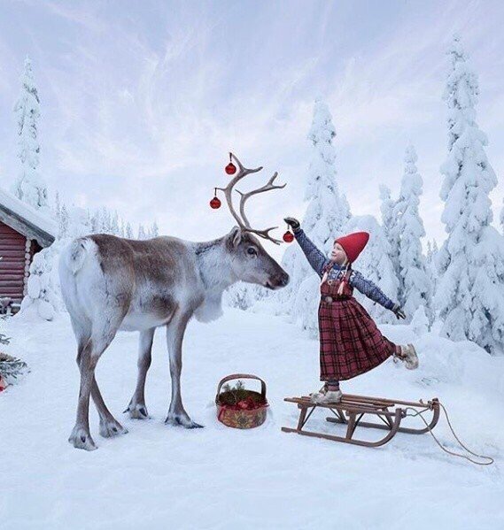 Милые животные. Мимиметр сломался