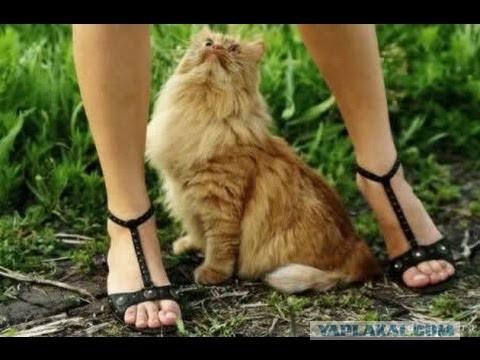 Ну вот и я нюх потерял