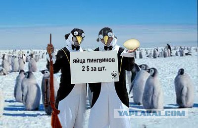 Фотожаба: Два пингвина