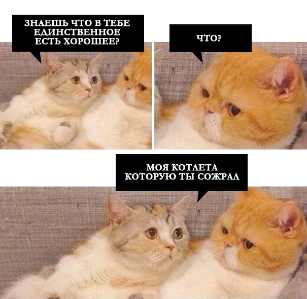 Картинки с надписями и котами