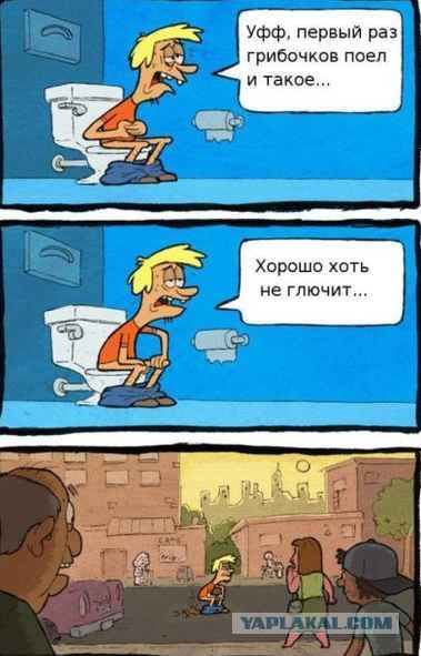 В Бобруйске парень съел сушёные мухоморы и головой разбил две маршрутки